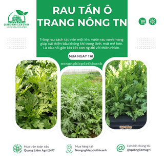 Rau Tần Ô TRANG NÔNG TN (20gr), (100gram) Trang Nông, Hạt Giống Nảy Mầm Tốt, Năng Suất Cao Quanh Năm