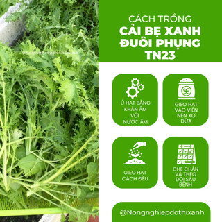 Cải Bẹ XANH ĐUÔI PHỤNG TN23 (20gram) Trang Nông, Hạt Giống Nảy Mầm Tốt, Năng Suất Cao