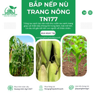 Bắp Nếp Nù Trang Nông TN177 (1kg) - hạt giống nảy mầm tốt, năng suất cao, trông quanh năm