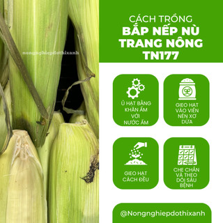 Bắp Nếp Nù Trang Nông TN177 (1kg) - hạt giống nảy mầm tốt, năng suất cao, trông quanh năm