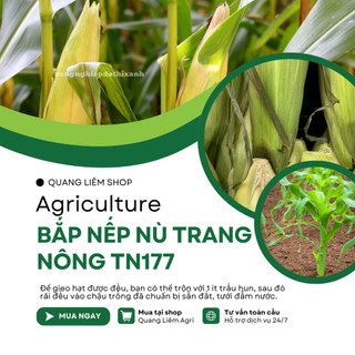 Bắp Nếp Nù Trang Nông TN177 (1kg) - hạt giống nảy mầm tốt, năng suất cao, trông quanh năm