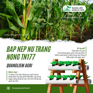 Bắp Nếp Nù Trang Nông TN177 (1kg) - hạt giống nảy mầm tốt, năng suất cao, trông quanh năm