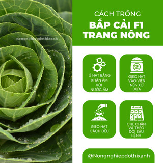 Bắp Cải F1 Trang Nông TN6 (1gram), hạt giống nảy mầm tốt, năng suất cao, trông quanh năm