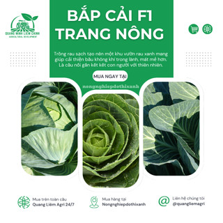 Bắp Cải F1 Trang Nông TN6 (1gram), hạt giống nảy mầm tốt, năng suất cao, trông quanh năm
