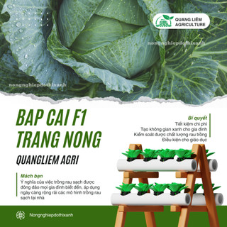 Bắp Cải F1 Trang Nông TN6 (1gram), hạt giống nảy mầm tốt, năng suất cao, trông quanh năm