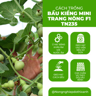 Bầu Kiểng Mini (Hồ Lô) F1 Trang Nông TN235 (0.6gram), hạt giống nảy mầm tốt, năng suất cao
