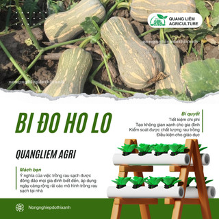 Bí đỏ Hồ Lô Trang Nông TN6 (2gram), hạt giống nảy mầm tốt, năng suất cao, trông quanh năm