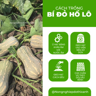 Bí đỏ Hồ Lô Trang Nông TN6 (2gram), hạt giống nảy mầm tốt, năng suất cao, trông quanh năm