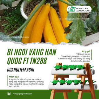 Bí Ngồi Vàng Hàn Quốc F1 Trang Nông TN288 (5gram), hạt giống nảy mầm tốt, năng suất cao quanh năm