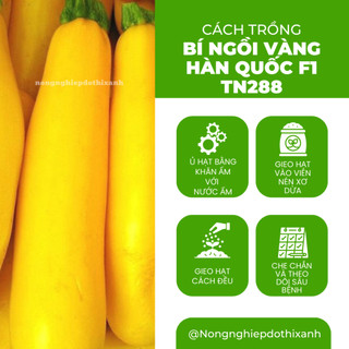 Bí Ngồi Vàng Hàn Quốc F1 Trang Nông TN288 (5gram), hạt giống nảy mầm tốt, năng suất cao quanh năm