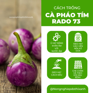 Hạt Giống Cà Pháo Tím RADO 73 (Gói 0,5g~100 Hạt) Rạng Đông, Nảy Mầm Tốt, Kháng Bệnh
