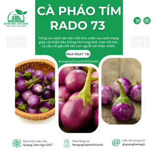Hạt Giống Cà Pháo Tím RADO 73 (Gói 0,5g~100 Hạt) Rạng Đông, Nảy Mầm Tốt, Kháng Bệnh