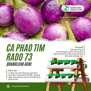 Hạt Giống Cà Pháo Tím RADO 73 (Gói 0,5g~100 Hạt) Rạng Đông, Nảy Mầm Tốt, Kháng Bệnh
