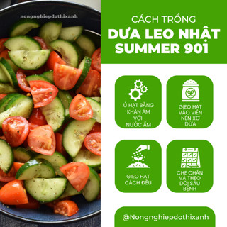 Hạt Giống Dưa Leo Nhật Chịu Nhiệt Summer RADO 901 (Gói 0,5g~25 Hạt) Rạng Đông, Dễ Chăm Sóc
