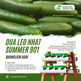 Hạt Giống Dưa Leo Nhật Chịu Nhiệt Summer RADO 901 (Gói 0,5g~25 Hạt) Rạng Đông, Dễ Chăm Sóc