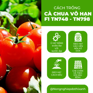 Cà Chua Vô Hạn F1 TN748 - TN798 (0.6gr), hạt giống nảy mầm tốt, năng suất cao, trông quanh năm