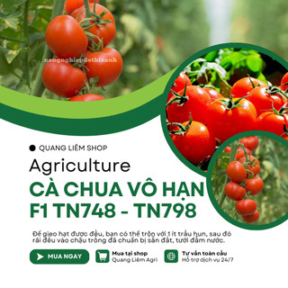 Cà Chua Vô Hạn F1 TN748 - TN798 (0.6gr), hạt giống nảy mầm tốt, năng suất cao, trông quanh năm