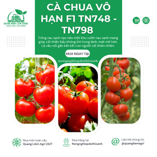 Cà Chua Vô Hạn F1 TN748 - TN798 (0.6gr), hạt giống nảy mầm tốt, năng suất cao, trông quanh năm
