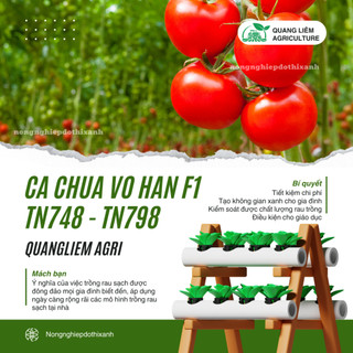 Cà Chua Vô Hạn F1 TN748 - TN798 (0.6gr), hạt giống nảy mầm tốt, năng suất cao, trông quanh năm