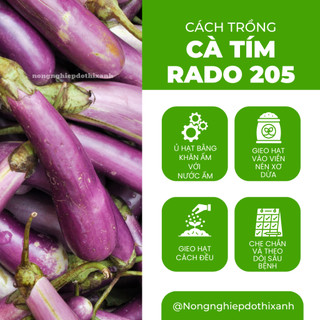 Hạt Giống Cà Tím RADO 205 (Gói 0,5g~100 Hạt) Rạng Đông, Quả Dài, Chịu Nhiệt Tốt, Sinh Trưởng Khỏe