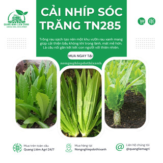 Cải Nhíp Sóc Trăng TN285 Trang Nông (10gram), hạt giống nảy mầm tốt, năng suất cao, trông quanh năm