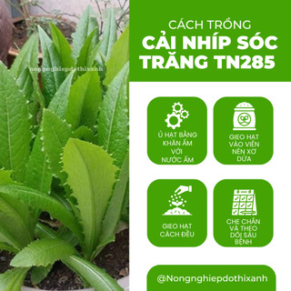 Cải Nhíp Sóc Trăng TN285 Trang Nông (10gram), hạt giống nảy mầm tốt, năng suất cao, trông quanh năm