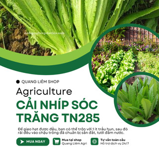 Cải Nhíp Sóc Trăng TN285 Trang Nông (10gram), hạt giống nảy mầm tốt, năng suất cao, trông quanh năm