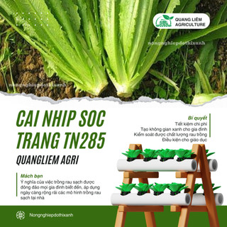 Cải Nhíp Sóc Trăng TN285 Trang Nông (10gram), hạt giống nảy mầm tốt, năng suất cao, trông quanh năm