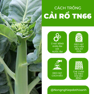 Cải Rổ TN66 Trang Nông (20gram), hạt giống nảy mầm tốt, năng suất cao, trông quanh năm
