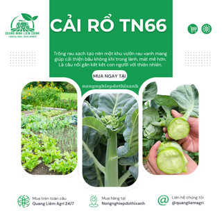 Cải Rổ TN66 Trang Nông (20gram), hạt giống nảy mầm tốt, năng suất cao, trông quanh năm