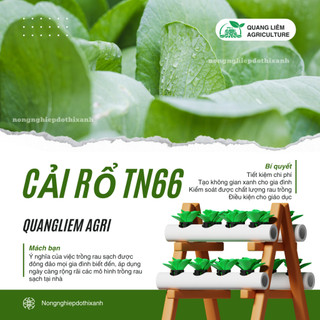 Cải Rổ TN66 Trang Nông (20gram), hạt giống nảy mầm tốt, năng suất cao, trông quanh năm