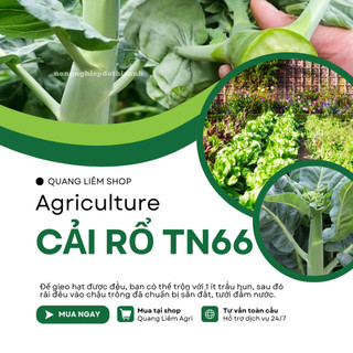 Cải Rổ TN66 Trang Nông (20gram), hạt giống nảy mầm tốt, năng suất cao, trông quanh năm