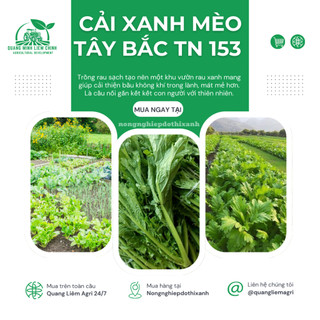 Cải Xanh Mèo Tây Bắc TN153 (20GRAM) Trang Nông, Hạt Giống Nảy Mầm Tốt, Năng Suất Cao, Trông Quanh Năm