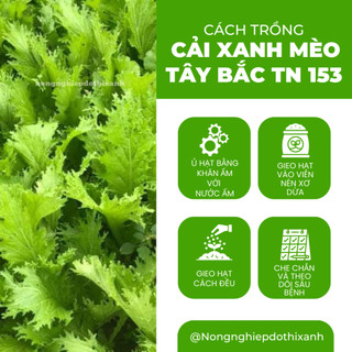 Cải Xanh Mèo Tây Bắc TN153 (20GRAM) Trang Nông, Hạt Giống Nảy Mầm Tốt, Năng Suất Cao, Trông Quanh Năm