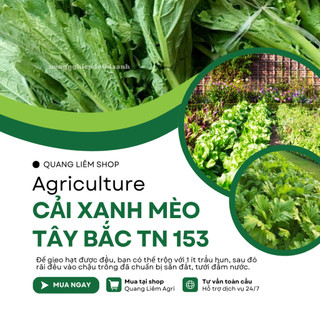 Cải Xanh Mèo Tây Bắc TN153 (20GRAM) Trang Nông, Hạt Giống Nảy Mầm Tốt, Năng Suất Cao, Trông Quanh Năm