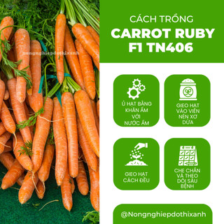 Carrot Ruby (Cà Rốt) F1 TN406 Trang Nông (1gram), hạt giống nảy mầm tốt, năng suất cao quanh năm