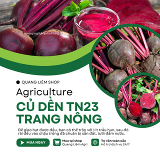 Củ Dền TN23 Trang Nông (5gram), hạt giống nảy mầm tốt, năng suất cao, trông quanh năm