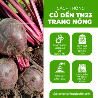Củ Dền TN23 Trang Nông (5gram), hạt giống nảy mầm tốt, năng suất cao, trông quanh năm