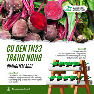 Củ Dền TN23 Trang Nông (5gram), hạt giống nảy mầm tốt, năng suất cao, trông quanh năm