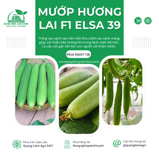 Hạt Giống Mướp Hương Lai F1 Elsa RADO 39 (Gói 1g~10 Hạt) Rạng Đông, Cây Phát Triển Mạnh, Năng Suất