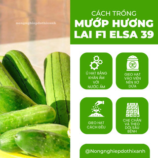 Hạt Giống Mướp Hương Lai F1 Elsa RADO 39 (Gói 1g~10 Hạt) Rạng Đông, Cây Phát Triển Mạnh, Năng Suất
