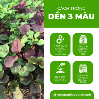 Dền 3 Màu Trang Nông (50gram), hạt giống nảy mầm tốt, năng suất cao, trông quanh năm