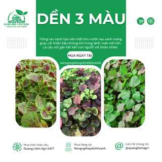 Dền 3 Màu Trang Nông (50gram), hạt giống nảy mầm tốt, năng suất cao, trông quanh năm