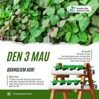 Dền 3 Màu Trang Nông (50gram), hạt giống nảy mầm tốt, năng suất cao, trông quanh năm