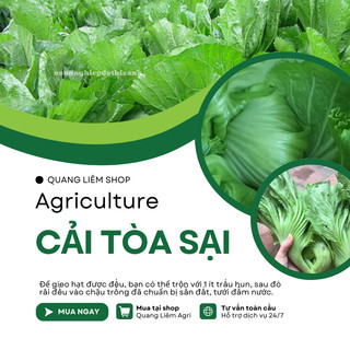 Cải Tòa Sại - Cải Tàu Sậy - Cải Làm Dưa - 20gram/50gram Đại Địa, Hạt Giống Nảy Mầm Tốt, Năng Suất Cao