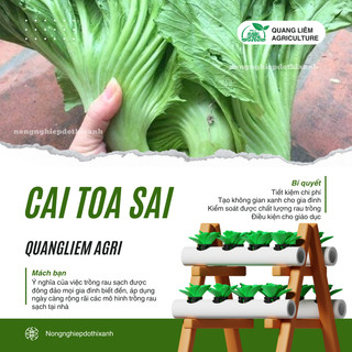 Cải Tòa Sại - Cải Tàu Sậy - Cải Làm Dưa - 20gram/50gram Đại Địa, Hạt Giống Nảy Mầm Tốt, Năng Suất Cao