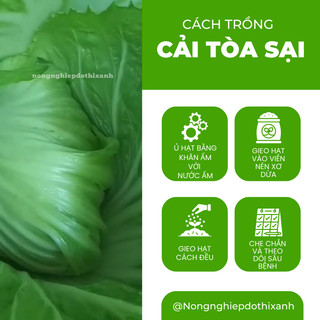 Cải Tòa Sại - Cải Tàu Sậy - Cải Làm Dưa - 20gram/50gram Đại Địa, Hạt Giống Nảy Mầm Tốt, Năng Suất Cao