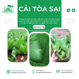 Cải Tòa Sại - Cải Tàu Sậy - Cải Làm Dưa - 20gram/50gram Đại Địa, Hạt Giống Nảy Mầm Tốt, Năng Suất Cao