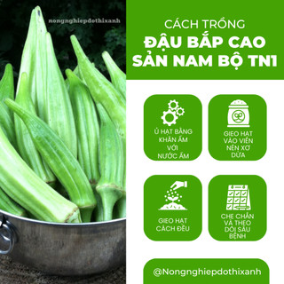 Đậu Bắp Cao Sản Nam bộ TN1 Trang Nông (50gram), hạt giống nảy mầm tốt, năng suất cao trông quanh năm