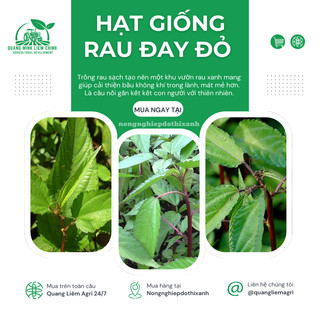 Hạt Giống Rau Đay Đỏ 10gram/50gram Đại Địa, Hạt Giống Nảy Mầm Tốt, Năng Suất Cao, Trông Quanh Năm